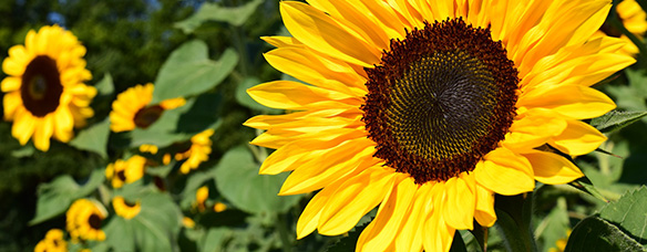 Sommerblumen